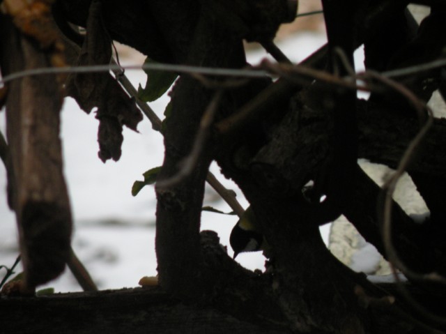 dalla finestra di casa...